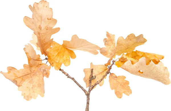 Herfst droge eikenbladeren — Stockfoto