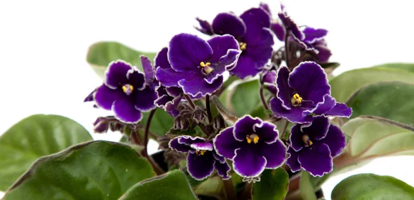 African violet — Stock Photo, Image