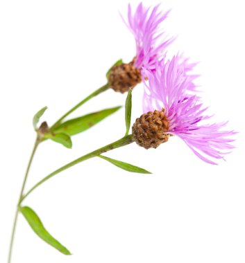 Beyaz arka plan üzerinde izole centaurea çiçekler