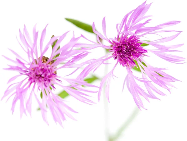 Centaurea flores aisladas sobre fondo blanco —  Fotos de Stock