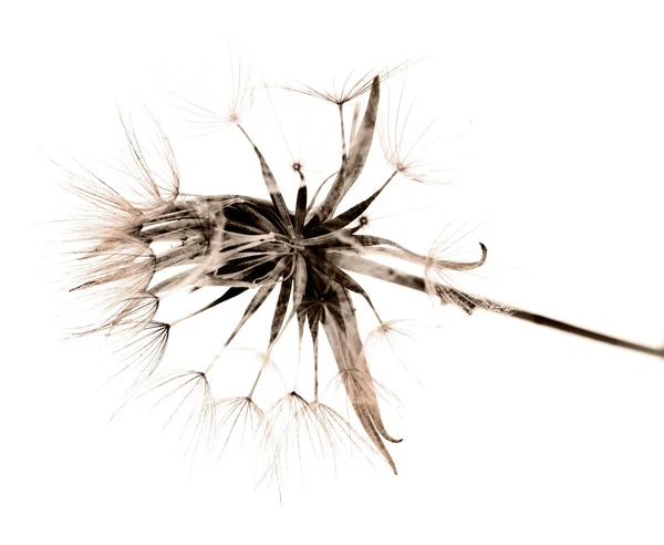 Tragopogon herfst seedhead, zwart-wit — Stockfoto