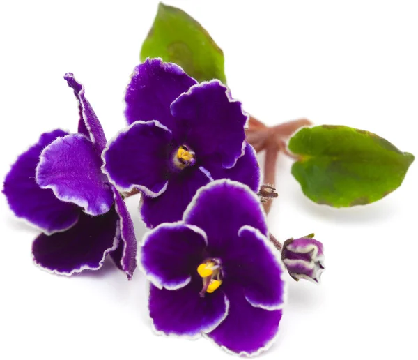 African Violet — Stockfoto