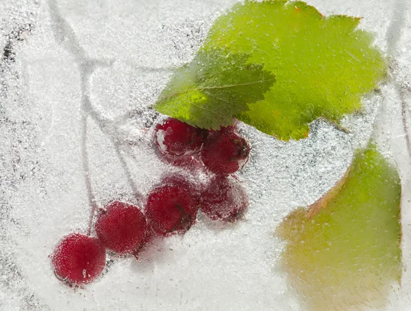 Eisige Pflanzen — Stockfoto