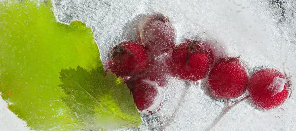 Plantas geladas — Fotografia de Stock