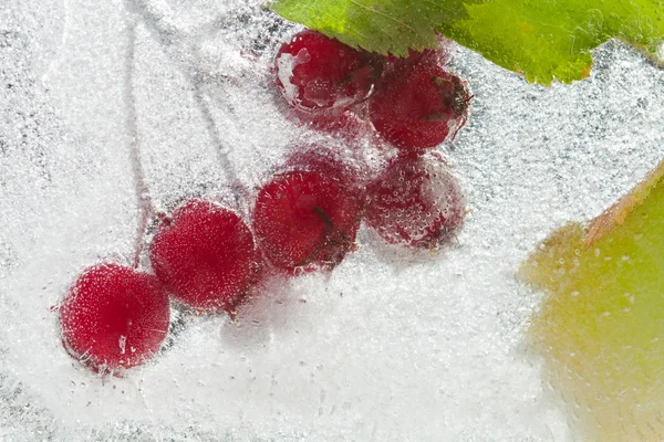 Ijzige planten — Stockfoto