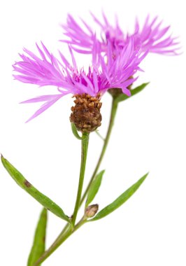 Beyaz arka plan üzerinde izole centaurea çiçekler
