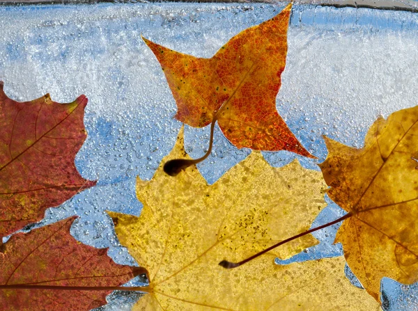 Icy plants — Stock Photo, Image