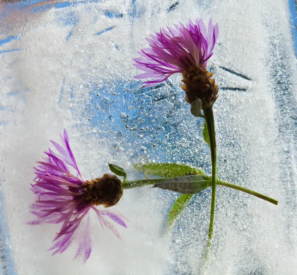 Piante glaciali — Foto Stock