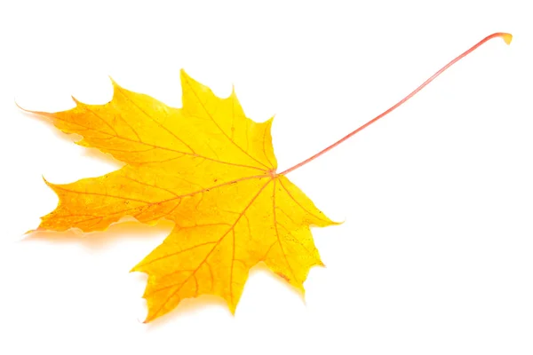 Maple leaf — Stock Photo, Image