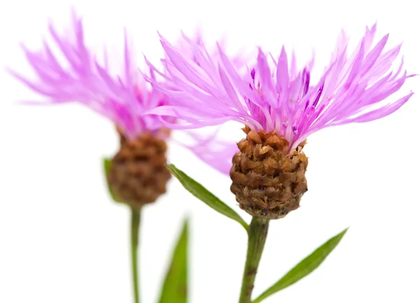 Beyaz arka plan üzerinde izole centaurea çiçekler — Stok fotoğraf