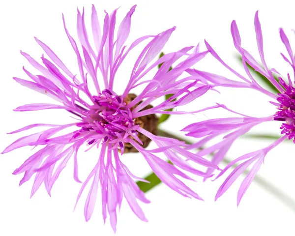 Centaurea flores isoladas sobre fundo branco — Fotografia de Stock