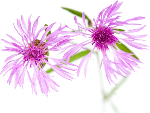 Zentaurea Blüten isoliert auf weißem Hintergrund — Stockfoto