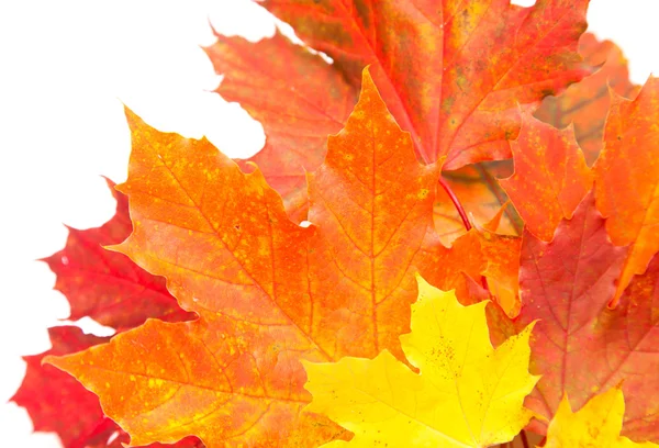 Maple leaf Stock Photo