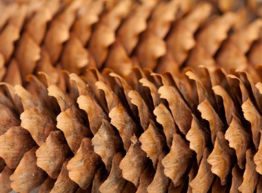 çam kozalakları üzerinde beyaz izole