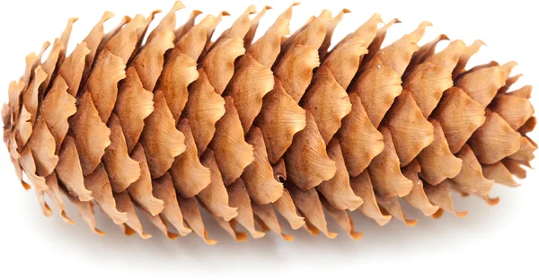 Spruce cones isolated on white — Stock Photo, Image