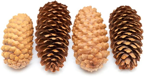 Cones de abeto isolados sobre branco — Fotografia de Stock