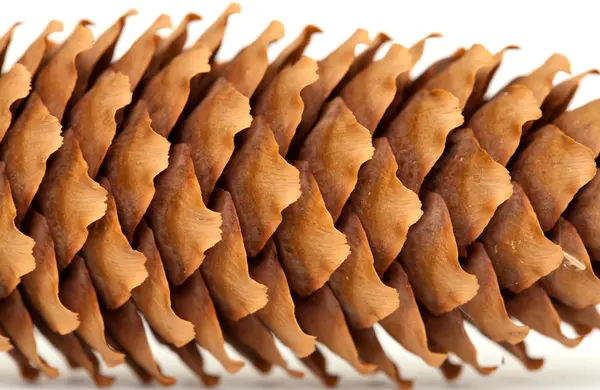 Spruce cones isolated on white — Stock Photo, Image