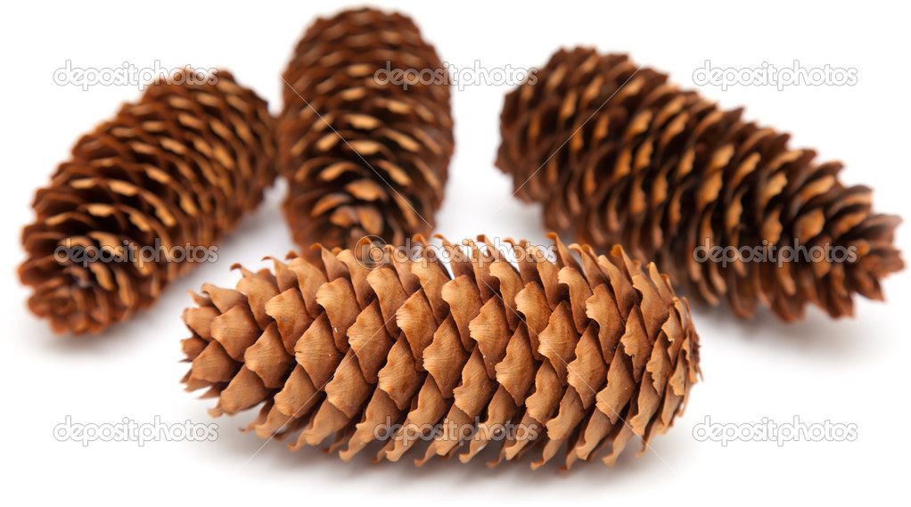 spruce cones isolated on white