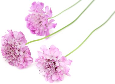 Bahçe scabiosa