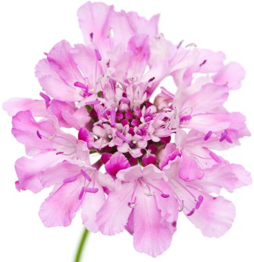 Bahçe scabiosa