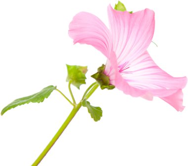 pembe lavatera üzerinde beyaz izole