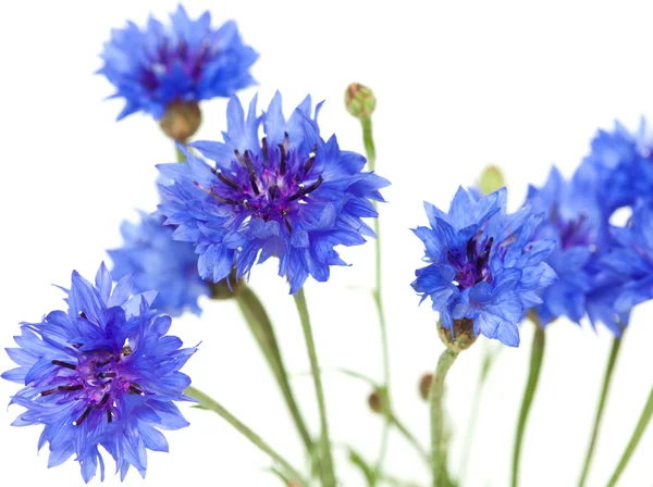 Cornflower aislado — Foto de Stock