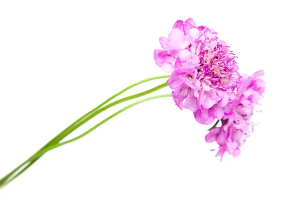 Giardino Scabiosa — Foto Stock