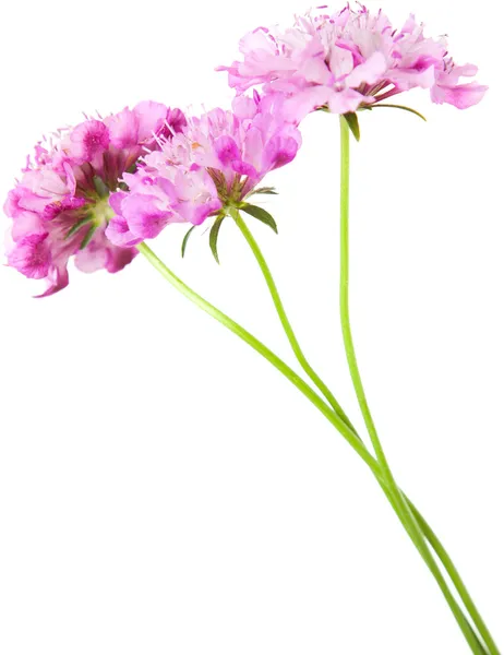 Scabiosa isolated — Stock Photo, Image