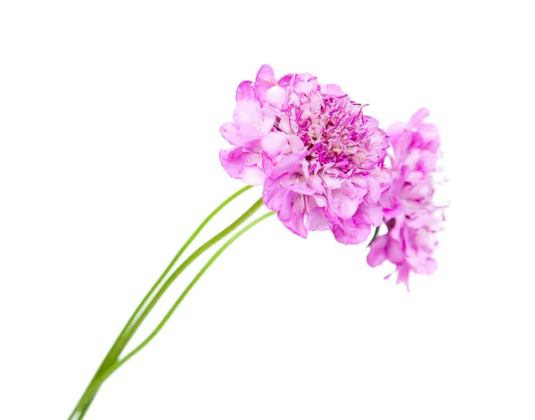 Scabiosa ізольовані — стокове фото