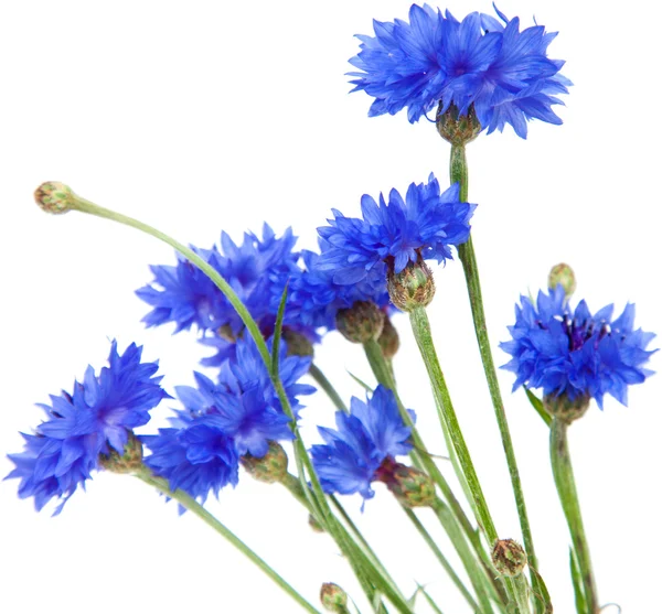 Cornflower aislado —  Fotos de Stock