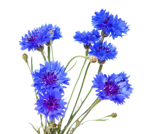 Cornflower isolated — Stock Photo, Image