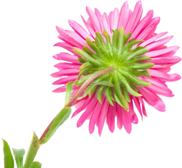 Aster — Stockfoto