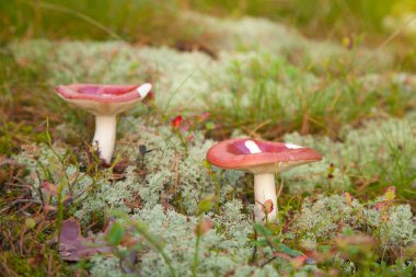 russula mantarları