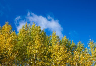 sonbahar aspens