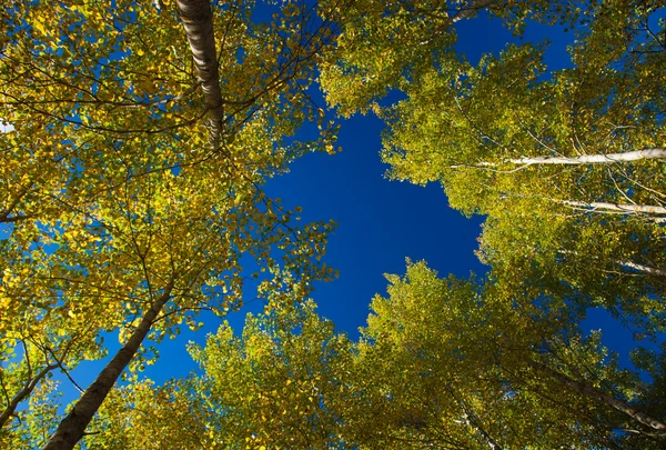 Jesienny aspens — Zdjęcie stockowe