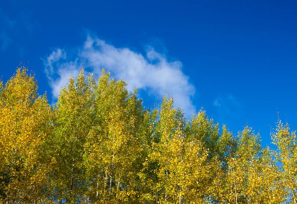 Autumnal aspens — Stock Photo, Image