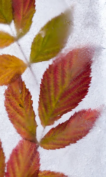 氷のような植物 — ストック写真