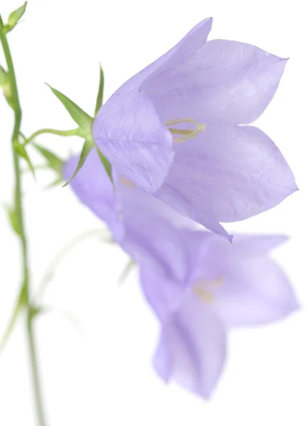 Bellflower. — Fotografia de Stock