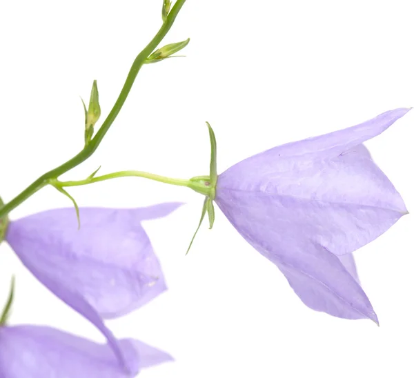 Bellflower — Stok fotoğraf