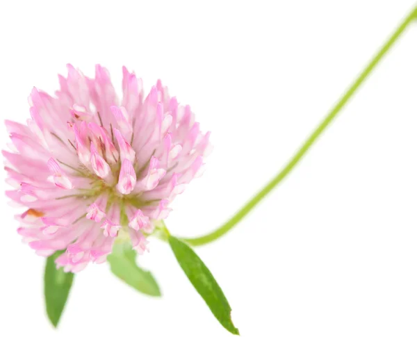 Clover — Stock Photo, Image