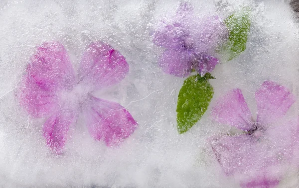 Icy plants — Stock Photo, Image