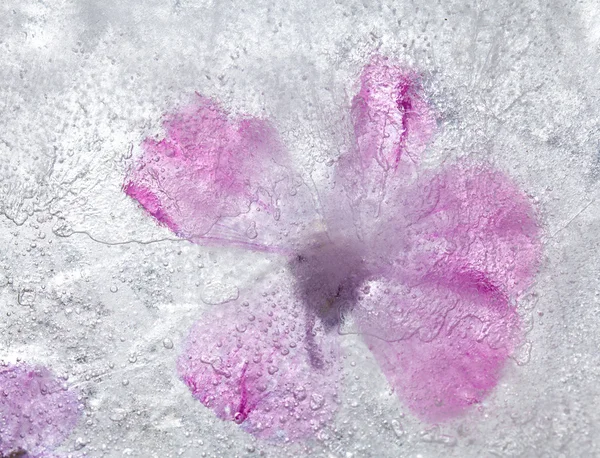 Icy plants — Stock Photo, Image