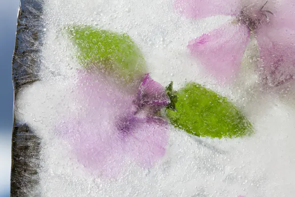 Icy plants — Stock Photo, Image