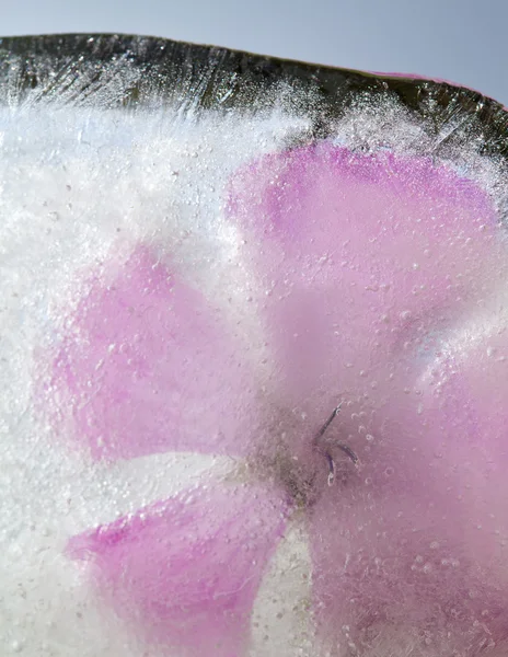 Icy plants — Stock Photo, Image