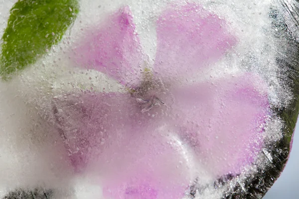 氷のような植物 — ストック写真