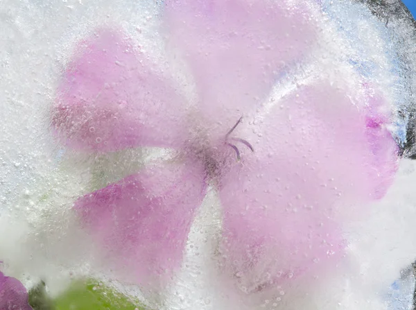 Icy plants — Stock Photo, Image