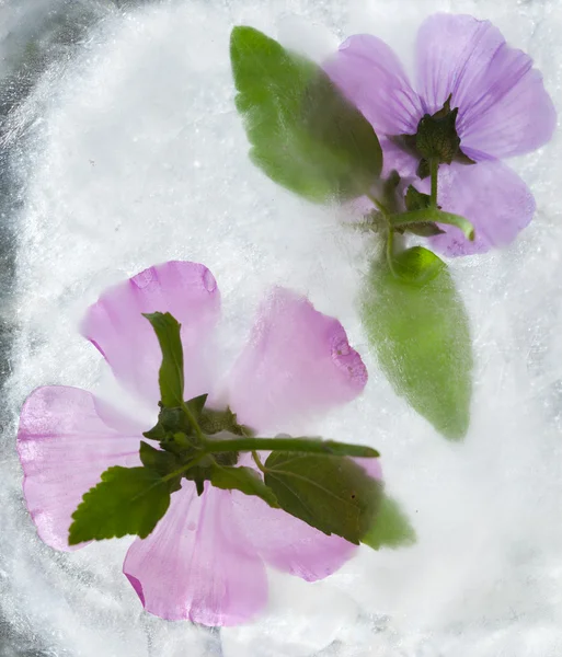 Plantas heladas — Foto de Stock