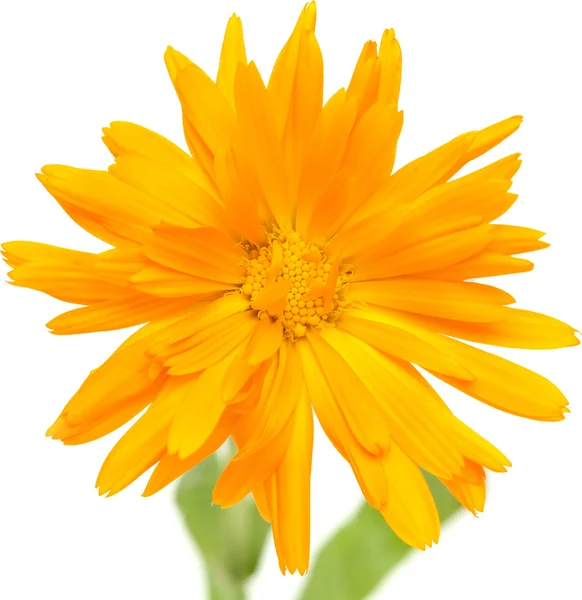 Calendula isolé — Photo