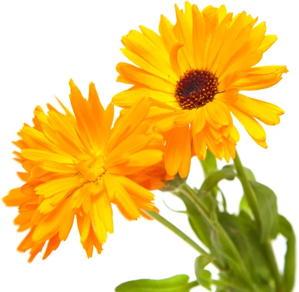 Calendula isolated — Stock Photo, Image