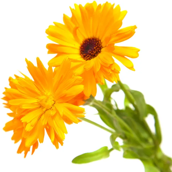 Calendula isolated — Stock Photo, Image